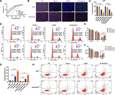 Exogenous proline enhances susceptibility of NSCLC to cisplatin via metabolic reprogramming and PLK1-mediated cell cycle arrest
